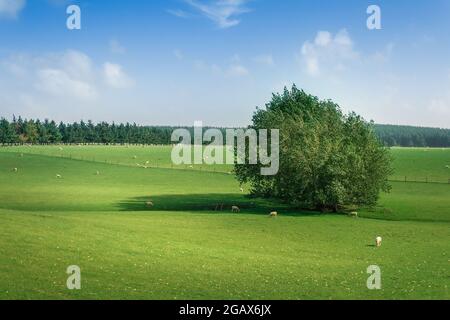 Ländliche Landschaft. Schafzucht. An einem Sommertag grast eine Schar Schafe in einer grünen Wiese um eine sich ausbreitende Weide Stockfoto