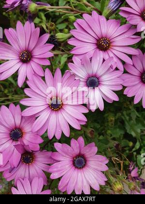 Rosa Blumen wachsen im Garten, mehrfarbige Blumen Hintergrund. Stockfoto