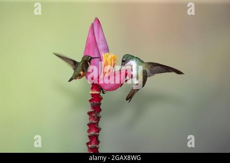 Andensmaragd (Amazilia franciae) Stockfoto