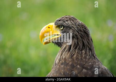 Steller's Seeadler Nahaufnahme Haliaeetus pelagicus gelber Schnabel, Seitenansicht Stockfoto