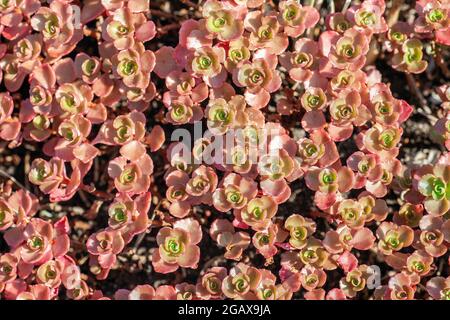 Nahaufnahme von grünen und roten Sedum-Steinpflanzen (crassula), die in einem sonnigen Felsengarten im Freien wachsen Stockfoto