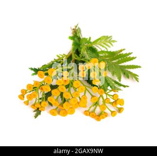 Tanacetum vulgare Blüten, isoliert auf weißem Hintergrund. Medizinische Kräuterpflanze. Stockfoto