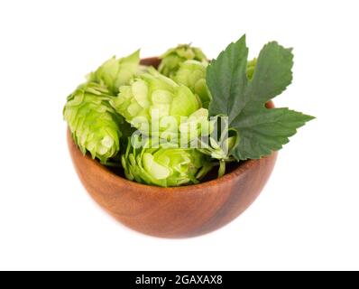 Frischer grüner Hopfen verzweigt sich in einer Holzschale, isoliert auf weißem Hintergrund. Hopfenzapfen mit Blatt. Bio-Hopfenblumen. Nahaufnahme. Stockfoto