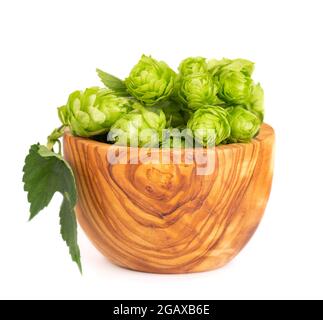 Frischer grüner Hopfen verzweigt sich in einer Olivenschüssel, isoliert auf weißem Hintergrund. Hopfenzapfen mit Blatt. Bio-Hopfenblumen. Nahaufnahme. Stockfoto