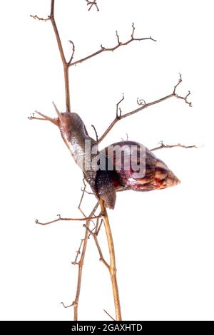 Gartenschnecke isoliert auf Weiß. Stockfoto