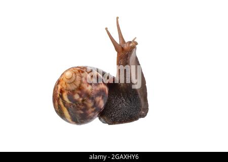 Gartenschnecke isoliert auf Weiß. Stockfoto