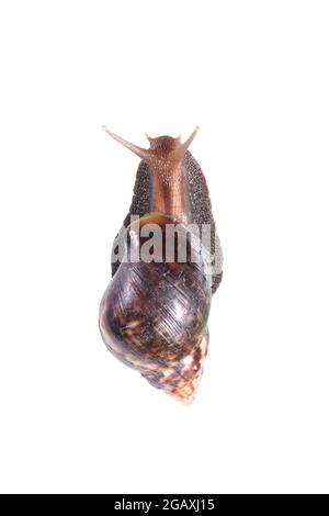 Gartenschnecke isoliert auf Weiß. Stockfoto