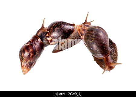 Gartenschnecke isoliert auf Weiß. Stockfoto