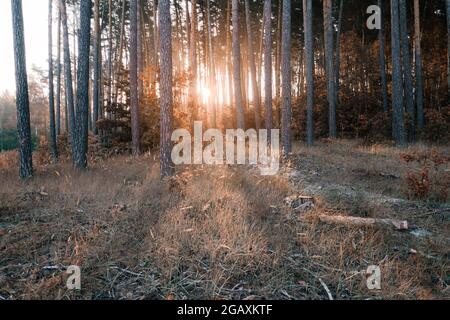 Strahlen der aufgehenden Sonne leuchten durch Stämme von Kiefern in einem nebligen Dunst im morgendlichen Herbstwald. Morgen Kiefernwald in einem nebligen Dunst in der Morgendämmerung im Hinterlicht. Stockfoto