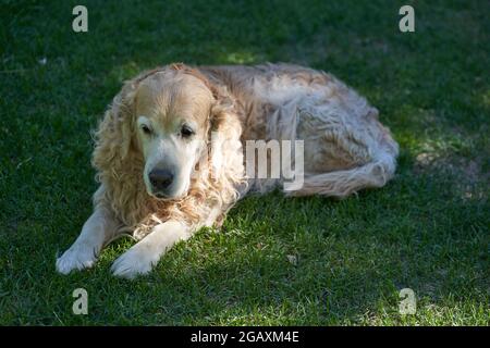 Ein reinrassiger Labrador Retriever-Hund mit lockigem Haar liegt auf einem flachen Rasen. Hochwertige Fotos Stockfoto