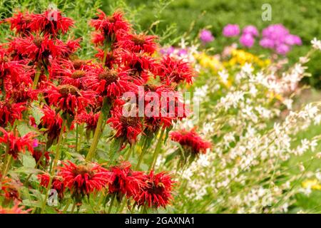 Rote Monarda 'Cambridge Scarlet' Garten Gaura Phlox gemischte Blumen Blumenbeet Stockfoto