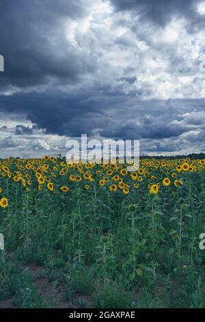 Dunkle dramatische Himmel über Feld der blühenden Sonnenblumen kultiviert, um Öl in der Altai-region zu machen Stockfoto