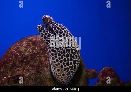 Portrait von Honigwabenmoray oder Schnurmmoray, auch bekannt als Leopardenmoray Stockfoto