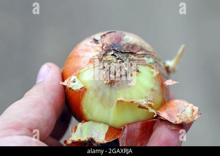 Zwiebel, die von Delia antiqua, allgemein bekannt als Zwiebelfliege, beschädigt wurde, ist eine kosmopolitische Schädlingsbefall. Die Larven oder Maden ernähren sich von Zwiebeln, Knoblauch usw. Stockfoto