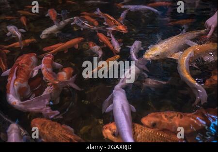 Blick von oben auf die Schwimmschule der bunten Koi Karpfen Stockfoto