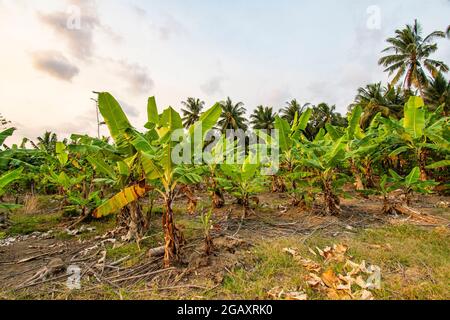 Bananenblätter auf weißem Hintergrund Stockfoto