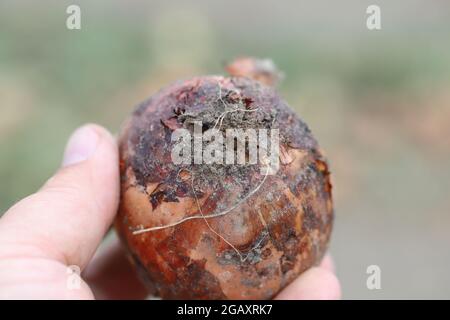 Zwiebel, die von Delia antiqua, allgemein bekannt als Zwiebelfliege, beschädigt wurde, ist eine kosmopolitische Schädlingsbefall. Die Larven oder Maden ernähren sich von Zwiebeln, Knoblauch usw. Stockfoto