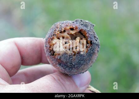 Zwiebel, die von Delia antiqua, allgemein bekannt als Zwiebelfliege, beschädigt wurde, ist eine kosmopolitische Schädlingsbefall. Die Larven oder Maden ernähren sich von Zwiebeln, Knoblauch usw. Stockfoto