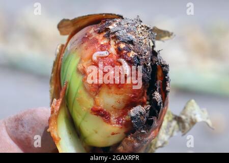 Zwiebel, die von Delia antiqua, allgemein bekannt als Zwiebelfliege, beschädigt wurde, ist eine kosmopolitische Schädlingsbefall. Die Larven oder Maden ernähren sich von Zwiebeln, Knoblauch usw. Stockfoto