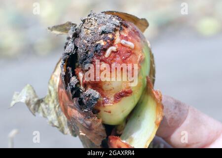 Zwiebel, die von Delia antiqua, allgemein bekannt als Zwiebelfliege, beschädigt wurde, ist eine kosmopolitische Schädlingsbefall. Die Larven oder Maden ernähren sich von Zwiebeln, Knoblauch usw. Stockfoto