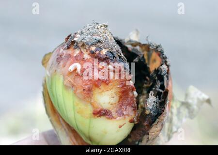 Zwiebel, die von Delia antiqua, allgemein bekannt als Zwiebelfliege, beschädigt wurde, ist eine kosmopolitische Schädlingsbefall. Die Larven oder Maden ernähren sich von Zwiebeln, Knoblauch usw. Stockfoto