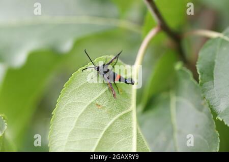 Synanthedon myopaeformis bekannt als der rote Weißflügel oder Apfel-Weißflügel-Motte - Schädling von Apfelplantagen. Stockfoto