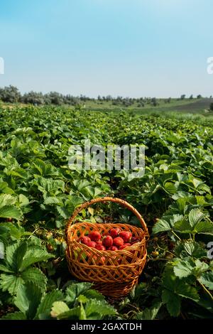 Früchte auf dem Erdbeerfeld pflücken, auf der Erdbeerfarm ernten. Strohkorb mit frischen Erdbeeren. Frau pflückt Beeren auf dem Bauernhof, Erdbeere Stockfoto