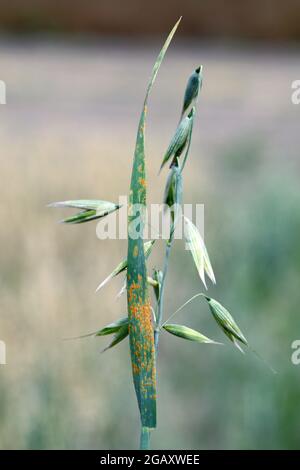 Stängel-Rost, auch bekannt als Getreiderust, schwarzer Rost, roter Rost oder roter Staub, wird durch den Pilz Puccinia graminis verursacht, der eine signifikante Erkrankung verursacht. Stockfoto