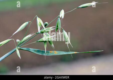 Stängel-Rost, auch bekannt als Getreiderust, schwarzer Rost, roter Rost oder roter Staub, wird durch den Pilz Puccinia graminis verursacht, der eine signifikante Erkrankung verursacht. Stockfoto