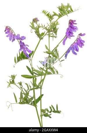 Vicia cracca Blumen auf weißem Hintergrund Stockfoto