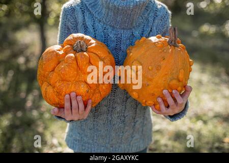 Deformierte hässliche orangefarbene Kürbisse in den Händen eines Kindes. Stockfoto