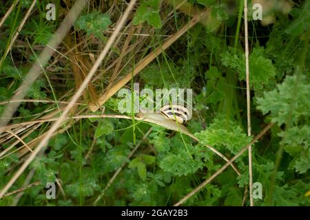 Ein Hain gebänderte Schnecke versteckt in Grasland Unterholz Stockfoto