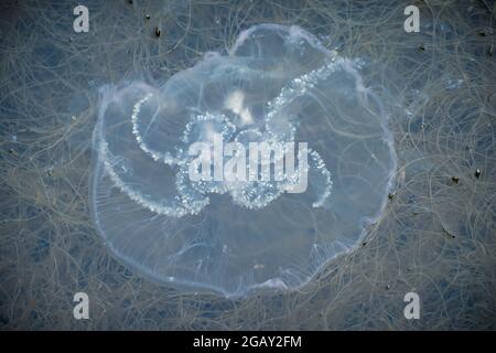 Die Unterseite einer Mondqualle, die die Tentakeln und Rüschen der Mundarme in schmutzigem Wasser mit Unkraut und Pflanzenwelt zeigt Stockfoto
