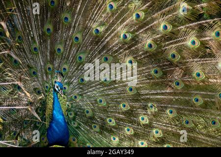 Männlicher Pfau in Vollanzeige Stockfoto