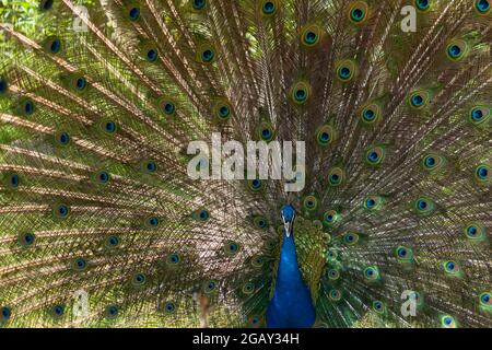 Männlicher Pfau in voller Darstellung mit Sonne hinter Federn Stockfoto