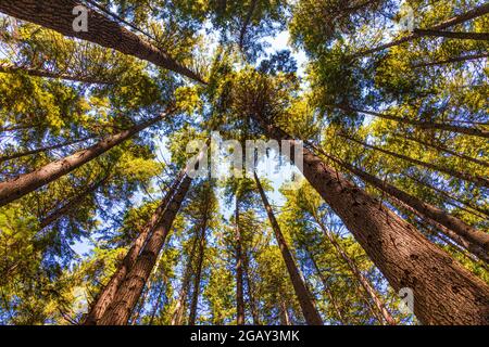 Blick von oben auf das Walddach im Pacific Spirit Park Vancouver Canada Stockfoto