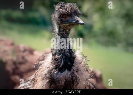 Nahaufnahme von Hals, Kopf und Rüschenfedern von emu beim Blick auf die Kamera Stockfoto