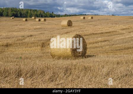 An einem Septembernachmittag rollte man auf einem gemähtem Herbstfeld Ballen aus trockenem Stroh. Leningrad, Russland Stockfoto