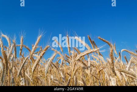 Reife Weizenspikeletts auf einem Hintergrund von blauem Himmel mit Wolken. Ernte, Getreideanbau Stockfoto