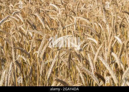 Reifes Weizenfeld. Weizenspikelets sind bereit zur Ernte. Farm-Konzept Stockfoto