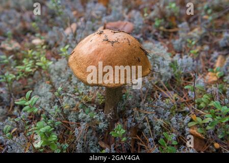 Steinpilzkappe, die im Wald wächst, aus nächster Nähe Stockfoto