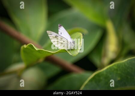 Kleiner weißer Schmetterling, der auf einem Magnolienblatt ruht, Stockfoto