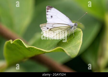 Kleiner weißer Schmetterling, der auf einem Magnolienblatt ruht, Stockfoto