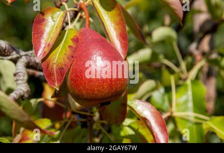 Pyrus communis oder europäischer Birnenbaum mit reifen köstlichen Früchten Detail Stockfoto