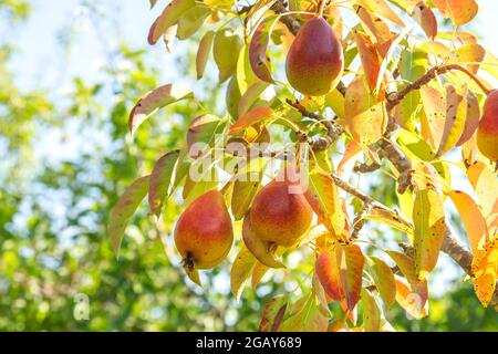 Pyrus communis oder europäischer Birnenbaum mit reifen köstlichen roten Früchten Detail Stockfoto