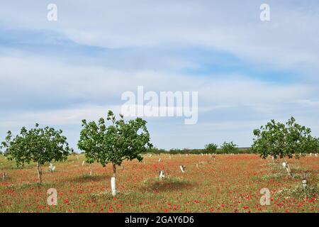 Pistacia Vera oder Pistazien Feld mit wilden frühlingshaften Mohnblumen Stockfoto