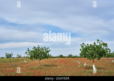 Pistacia Vera oder Pistazien Feld mit wilden frühlingshaften Mohnblumen Stockfoto