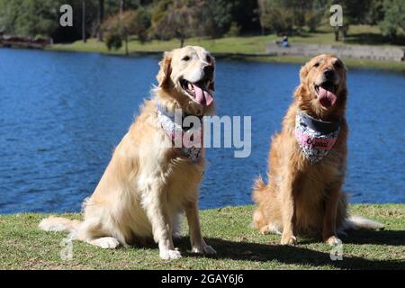 Zwei Blutspender Golden RetRivers, posieren für ein Foto und spielen wie üblich. Stockfoto