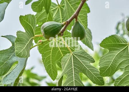 Ficus carica oder gewöhnliches Feigengrünes Laub mit reifenden Früchten Stockfoto