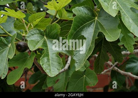 Ficus carica oder gewöhnliches Feigengrünes Laub mit reifenden Früchten Stockfoto